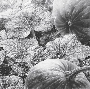 Fritz Koch: Cucurbita