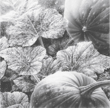 Fritz Koch Cucurbita